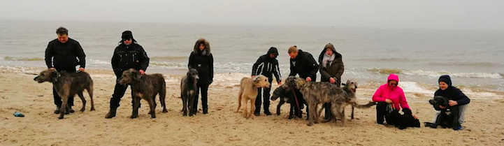 Estonian Irish Wolfhound and Deerhound Club